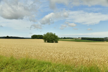 Arbres isolés en plein milieu de champs de blé sous un ciel nuageux près du bourg de Champagne au Périgord Vert