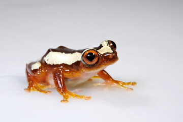 Lesser banana frog // Kleiner Bananenfrosch (Afrixalus brachycnemis) 