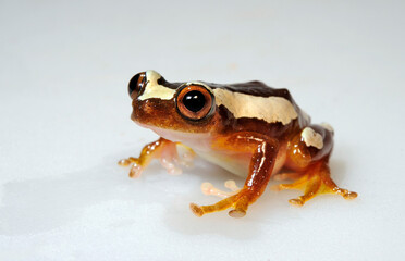 Kleiner Bananenfrosch // Lesser banana frog  (Afrixalus brachycnemis) 