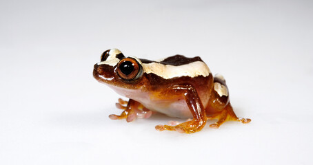 Kleiner Bananenfrosch // Lesser banana frog  (Afrixalus brachycnemis) 