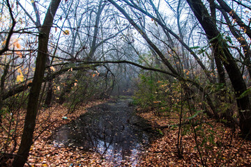 Autumn dense forest with fallen yellow leaves and a small river.
