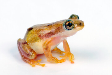 Lesser banana frog // Kleiner Bananenfrosch (Afrixalus brachycnemis) 