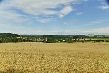 Champs de blé sous un ciel plus ou moins nuageux près du bourg de Champagne au Périgord Vert 