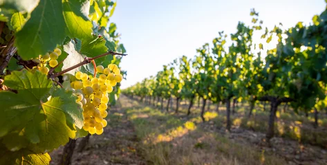 Fotobehang Grappe de raisin blanc dans les vignes au soleil. © Thierry RYO