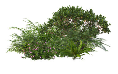 A small garden decorated with many plants on a transparent background.