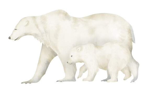 White big polar Bear with little Cub. Hand drawn watercolor illustration of mammal animal with Baby on isolated background. Large arctic wild ursa. Drawing for ecological postcards in pastel colors