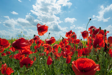 Red poppies against the light, bright sky.