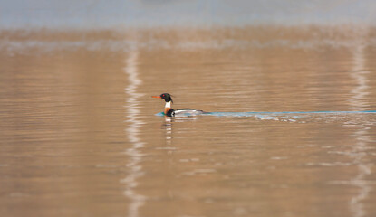 large water bird soaring in the air, Red-breasted Merganser, Mergus serrator