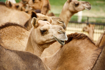 Camello en una granja - obrazy, fototapety, plakaty