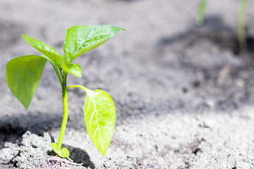 Close-up of transplanted tomato seedlings on a watered bed. planting vegetables on a farm. Gardening, agronomy, farming, organic gardening and the concept of growth.