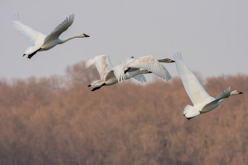 Fototapeta premium large waterfowl in its natural habitat, Mute Swan, Cygnus olor