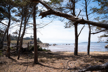 Fototapeta premium A landscape view of a coast from the inside of a dry forest during a sunny day