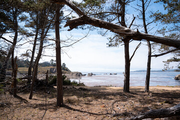 A landscape view of a coast from the inside of a dry forest during a sunny day