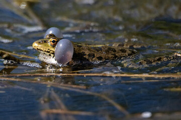 Marsh frog or Pelophylax ridibundus croaks in water. Mating behaviour