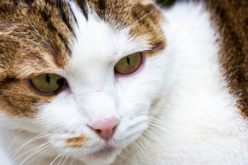 Retrato de gato blanco atigrado con ojos amarillos