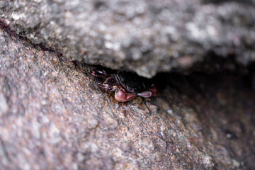 A striped shore crab is hiding between two big rocks on the surface