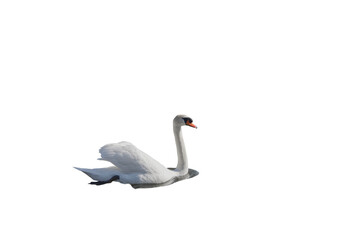 Side view of a mute swan in png transparency