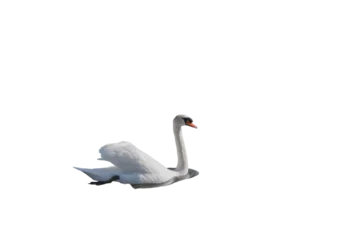 Fotobehang Side view of a mute swan in png transparency © Lena