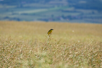 Pájaro posado sobre una flor en medio de un campo