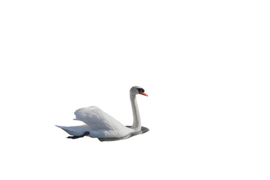 Side View Of A Mute Swan In Png Transparency