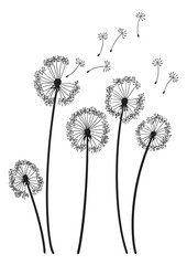 Dandelion wind blow background. Black silhouette with flying dandelion buds on white. Abstract flying blow dandelion seeds. Decorative graphics for printing. Floral scene design