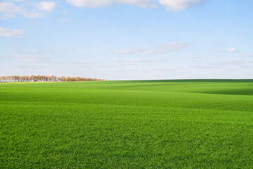 Obraz na płótnie Canvas A wide horizontal panorama of a yellow-green field, rough terrain with trees, hills and traces of a passing car. Natural background of green wheat against a large blue sky on a sunny day.