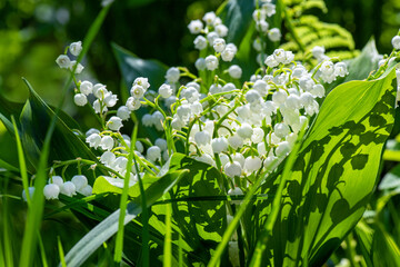 Flowers of white lily of valley with large green leaves against background of dark forest. Lilies of valley on dark background in front are tall green grass.
