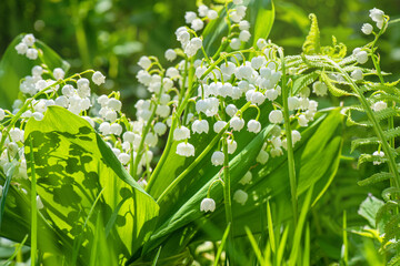 Lily of valley flowers on green stems with large leaves against background of other green plants. Lilies of valley against background of green forest.