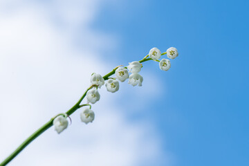 Thin single green stem with white lily-of-the-valley flowers against blue cloudy sky. Stalk of lily of valley against sky.