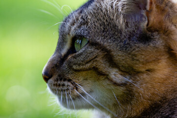 Primer plano del retrato de un gato de ojos verdes atigrado.