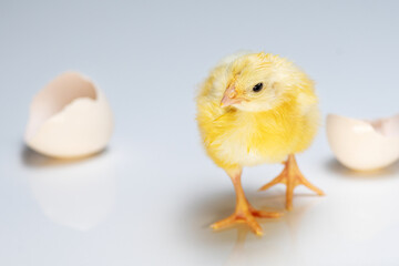 Yellow newborn broiler chicken on background of split egg.