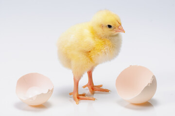 Cute yellow broiler chick and egg isolated on white background.