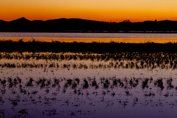 Atardecer en los arrozales del Delta del Ebro