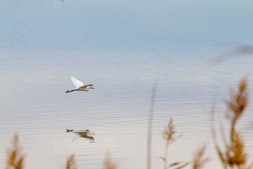 Ave blanca volando sobre el agua