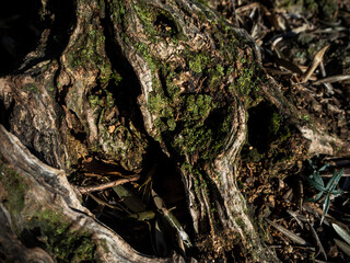 imagen detalle textura corteza árbol con vetas y musgo verde 