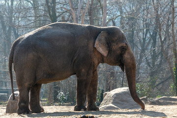 Fototapeta na wymiar Elefante en el zoo