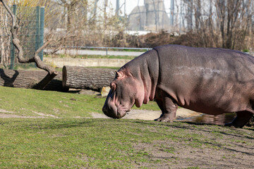 Fototapeta na wymiar Hipopótamo en el zoo