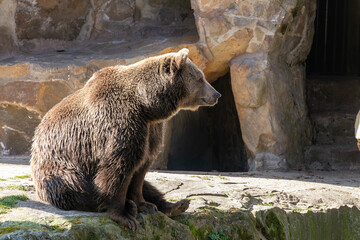 Oso pardo en el zoo