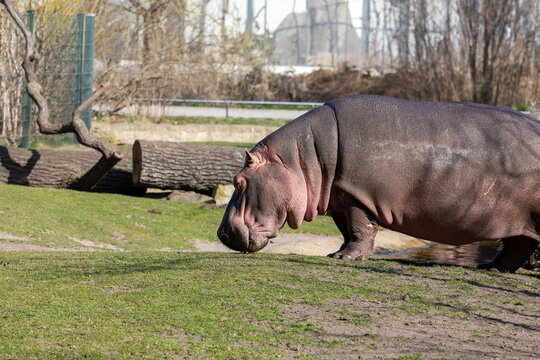 Hipop&oacute;tamo en el zoo