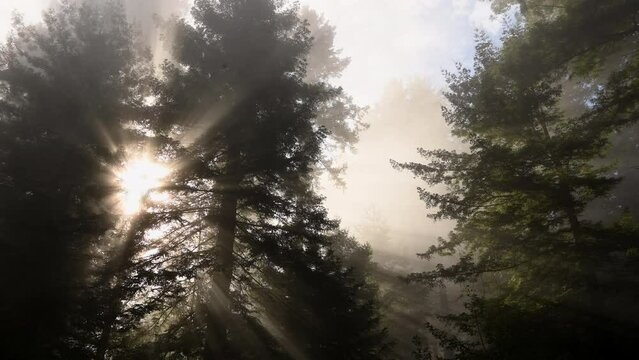 Redwood Forest of California Covered by Morning Coastal Fog