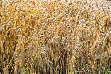 Photography on theme big wheat farm field for organic harvest