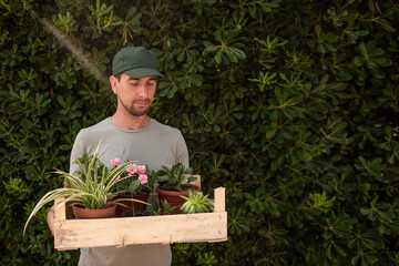 Man gardener in green cap holds wooden box with houseplants in front of living evergreen fence Phillyrea latifolia. Delivery of seedlings from plant nursery. Small business, hobby, gardening. Mock up