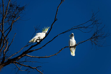 Sulphur-Crested Cockatoo (Cacatua galerita)