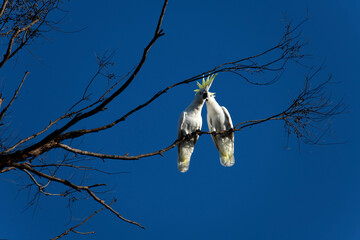 Sulphur-Crested Cockatoo (Cacatua galerita)