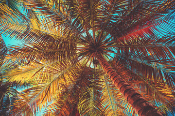 Coconut Palm Tree against blue sunny sky on a tropical island beach