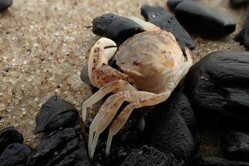 Rhithropanopeus harrisii, the Harris mud crab, on sandy shore among black pebbles. Invasive crustacean species found in brackish and freshwater ecosystems in Europe © Maciej Bonk