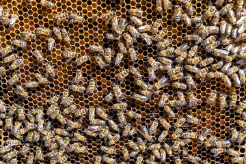 Abstract hexagon structure is honeycomb from bee hive filled