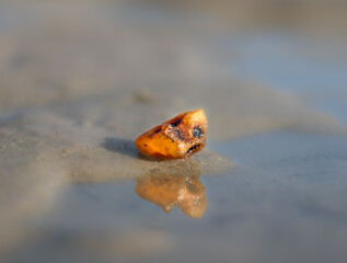 Piece of amber on the beach