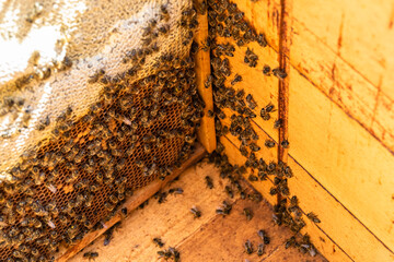Abstract hexagon structure is honeycomb from bee hive filled