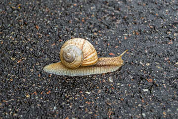 Big garden snail in shell crawling on wet road hurry home